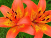 Tigerlily Blossom - Fragrance Oil