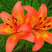 Tigerlily Blossom - Fragrance Oil