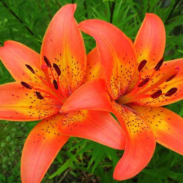 tiger lily fragrance oil Buy Tigerlily Blossom - Fragrance Oil Online