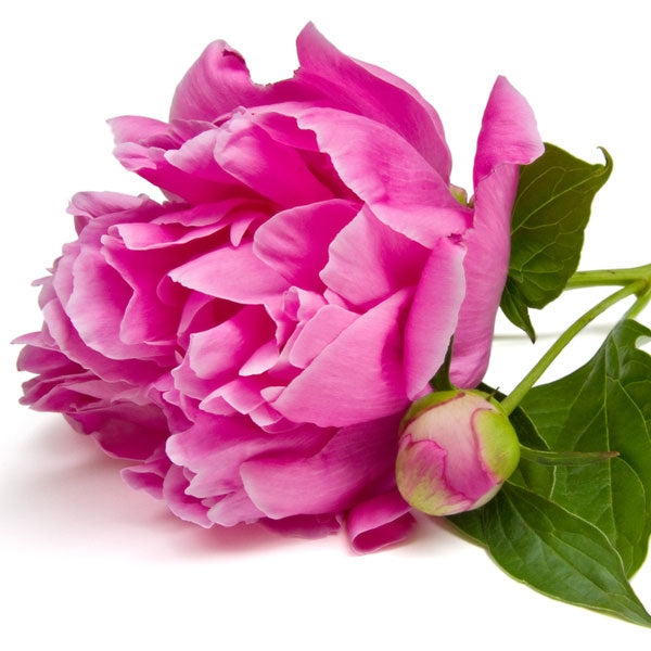 Lychee Peony - Fragrance Oil