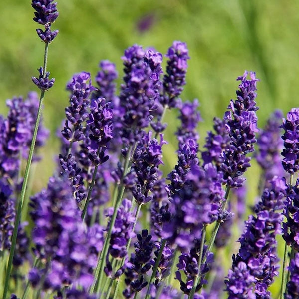 French Lavender - Natural Fragrance Oil